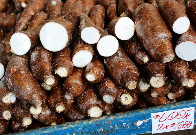 Yuca Root for sale